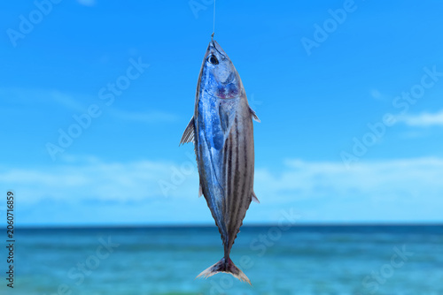 Skipjack tuna fish caught on a fishing hook