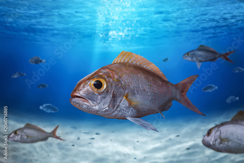 Group of threadfin bream fish swimming in the ocean