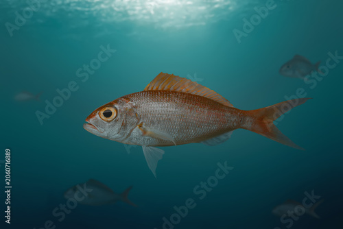 Group of threadfin bream fish swimming in the ocean