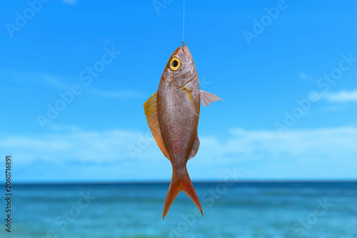 Threadfin bream fish caught on a fishing hook