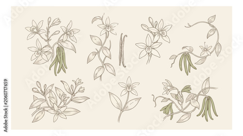 Vintage vanilla flower botanical illustrations, hand drawn vanilla orchid branches and beans vector set, elegant floral sketches for organic packaging