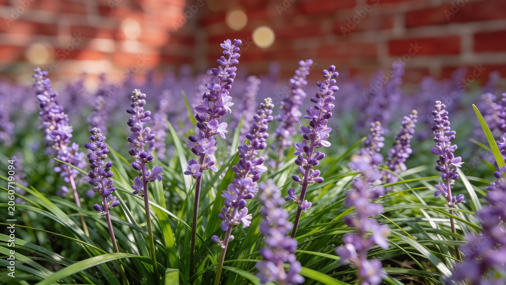 Obraz premium Purple Liriope Muscari Flowers Blooming in a Lush Garden Setting