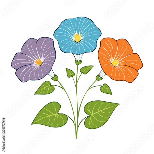 Three colorful morning glory flowers with green leaves