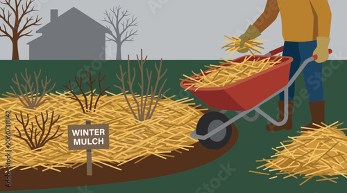 Mulching Flower Bed with Straw for Winter Protection