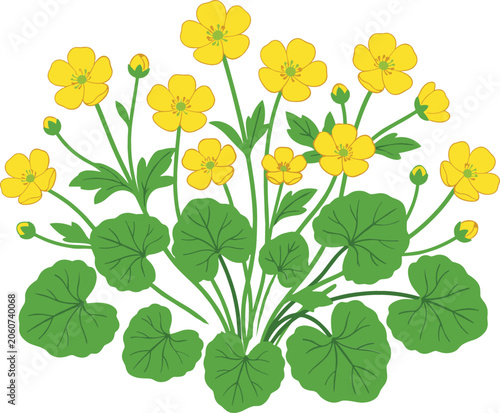 Marsh Marigold Yellow Wildflower Bush Vector Illustration with Green Leaves and Blooming Buds for Botanical Patterns Spring Greeting Cards and Nature Background Designs