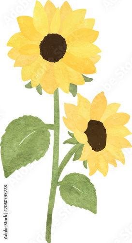 watercolor sunflower plant floral illustration