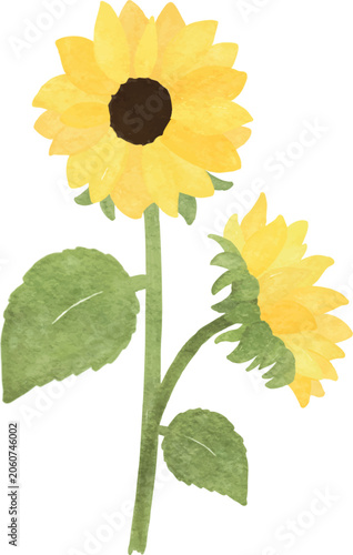 watercolor sunflower leaf two flower illustration