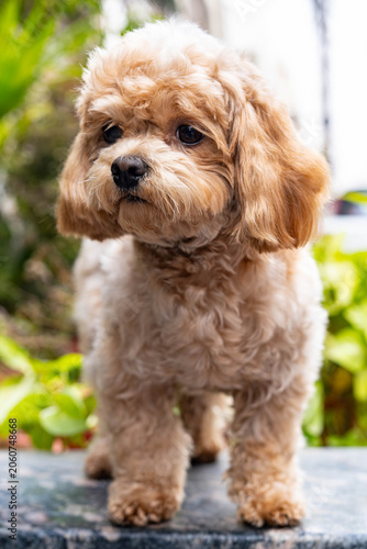 Canvas Print "Adorable small dog , captured outdoors with a soft blurred background