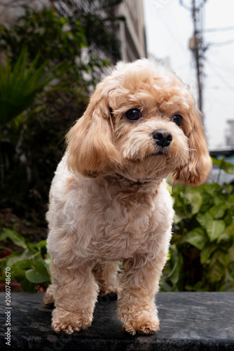 Canvas Print "Adorable small dog, captured outdoors with a soft blurred background