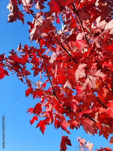 Bright red maple leaves close up against a clear blue sky in autumn