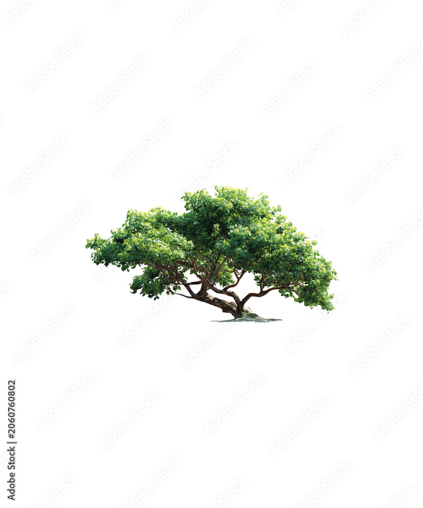 Fototapeta premium tree isolated on white background