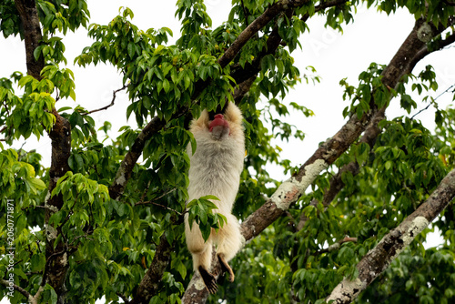 Uakari Monkey