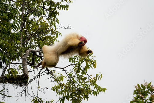 Uakari Monkey