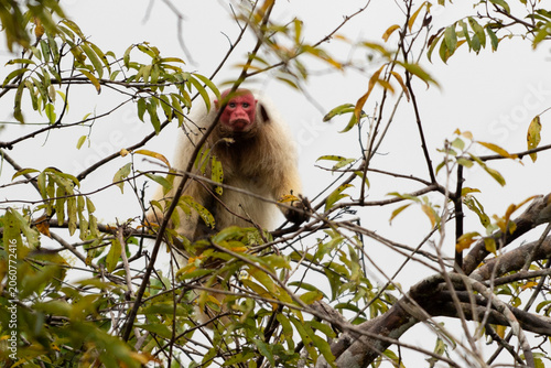 Uakari Monkey