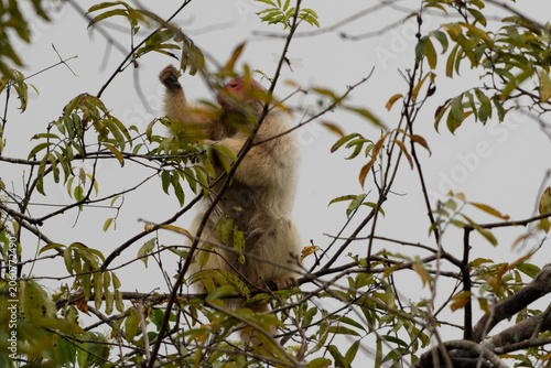 Uakari Monkey