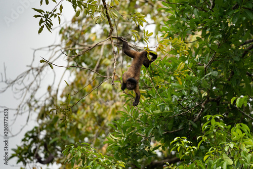 Canvas Print monkey on tree