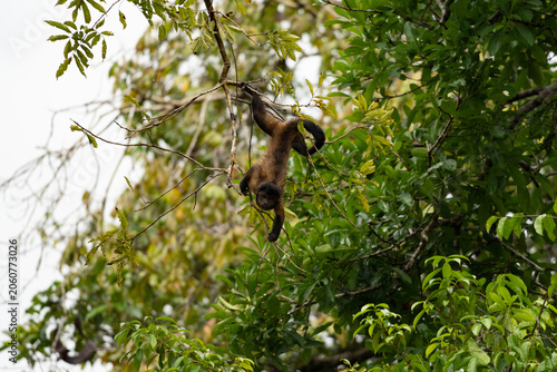 monkey on tree