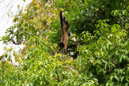 monkey on a tree