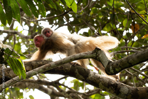 uakari monkey 