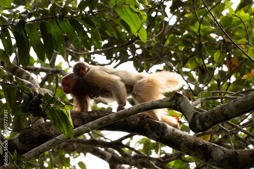 uakari 