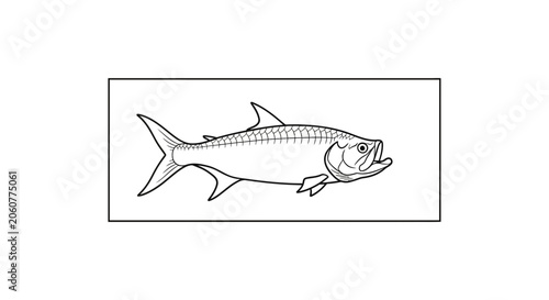 Tarpon Fish Illustration - Line Art Drawing of a Saltwater Game Fish