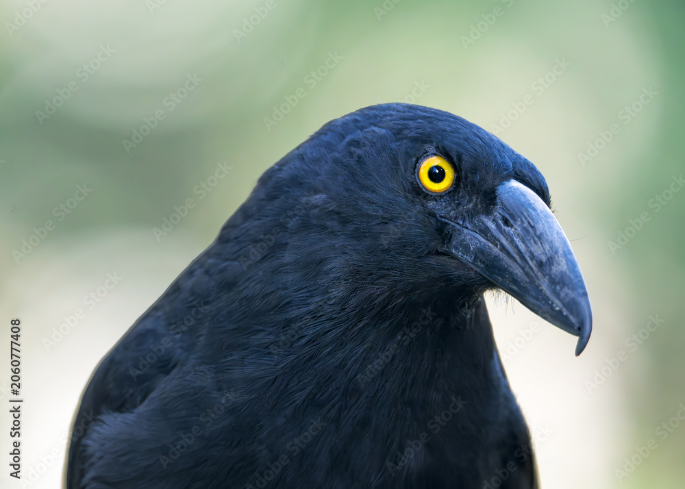 Fototapeta premium Closeup portrait of a wild pied currawong (Strepera graculina) peering curiously at the camera with head tilted and glaring eye, Australia