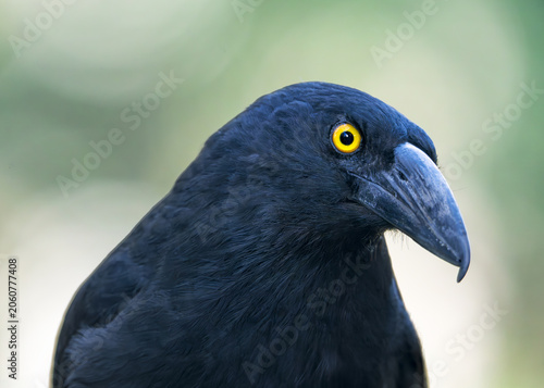 Closeup portrait of a wild pied currawong (Strepera graculina) peering curiously at the camera with head tilted and glaring eye, Australia