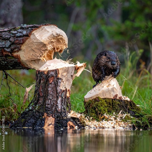 Beaver gnawing tree by water