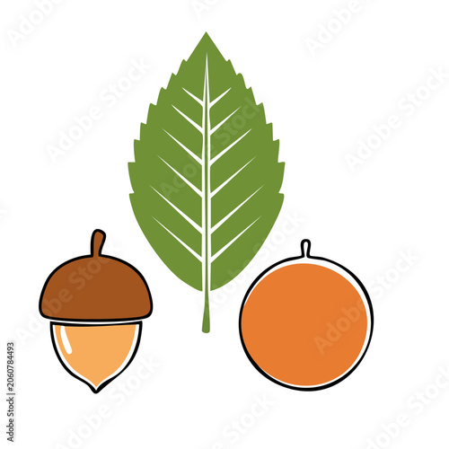 Flat design oak leaf and acorns illustration