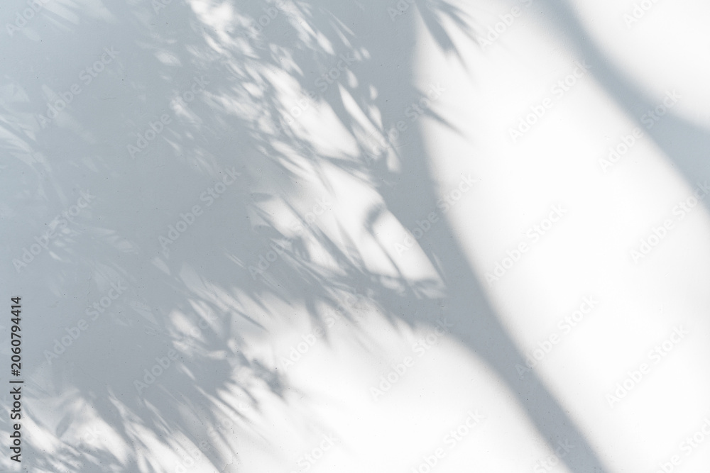 Obraz premium Shadow of a tree on white wall background with copy space