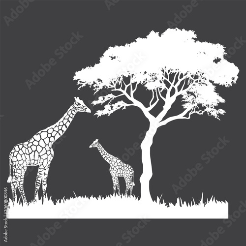 African Giraffe Family Under Acacia Tree Silhouette