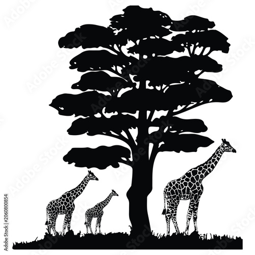 African Giraffe Family Under Acacia Tree Silhouette