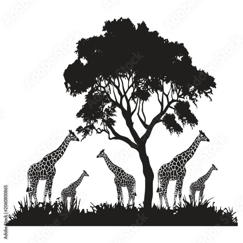 African Giraffe Family Under Acacia Tree Silhouette