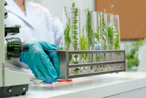 Scientist in a lab holding test tubes with green plant samples beside a microscope, showing botanical research, tissue culture, and biotechnology work in a clean modern laboratory.