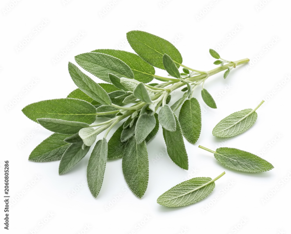 Fototapeta premium Fresh sage leaves and sprigs on a clean white background