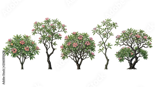 Collection of five flowering shrubs with pink blossoms and lush green foliage in a watercolor style