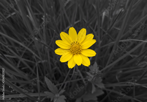 Yellow flower against dark background