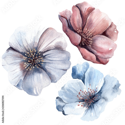 Soft watercolor blooms in gentle hues of blue and pink. Hand-drawn watercolor illustration.