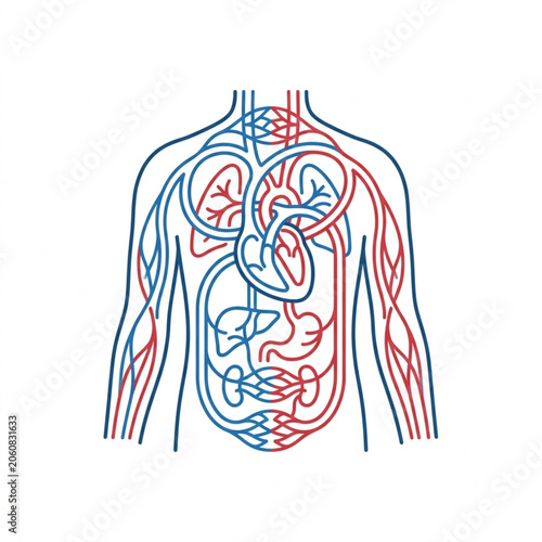 Tableau sur toile Human Circulatory System Anatomy Illustration.