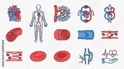 Human circulatory system and blood elements medical illustration.