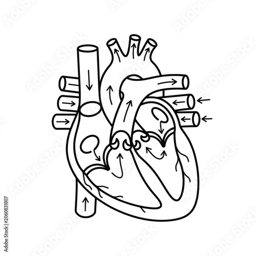 Tableau sur toile Anatomical illustration of the human heart with blood flow.