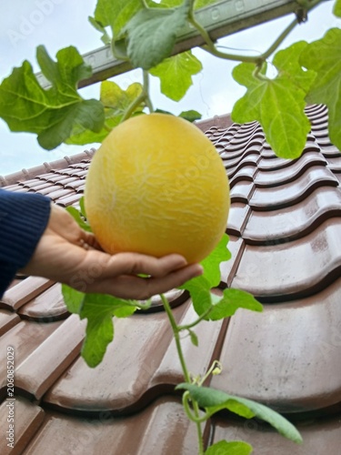 Ripe Melon Waiting for Harvest in the Garden