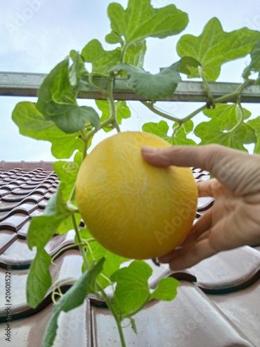Ripe Melon Waiting for Harvest in the Garden