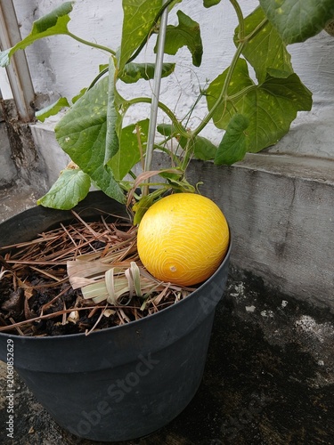 Ripe Melon Waiting for Harvest in the Garden