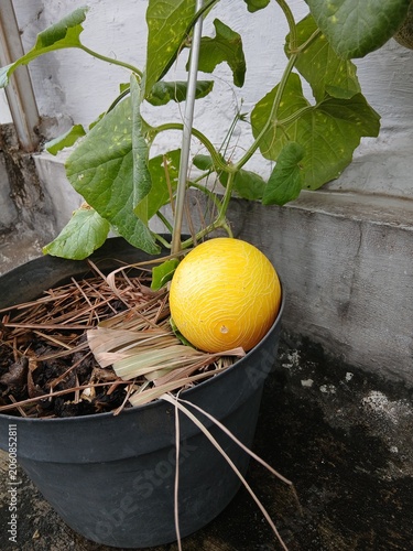 Ripe Melon Waiting for Harvest in the Garden