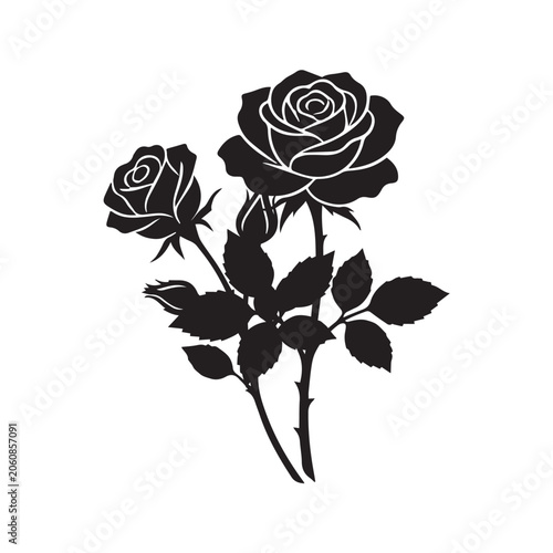 vector rose on white background