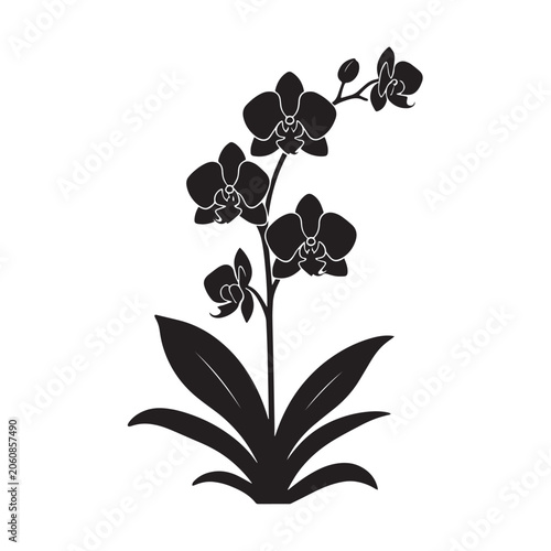 vector illustration of orchid plant