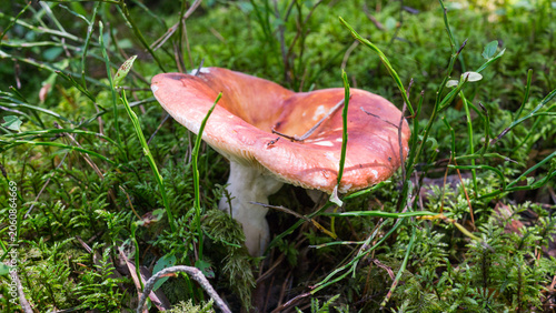 Russula mushroom with a red cap in the forest.