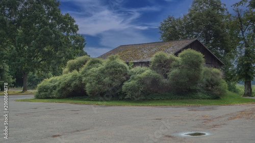 Old barn hides behind thick green shrubs