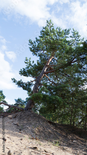 Tall pine tree stands resilient on sandy slope